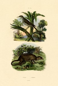 Conebill, 1833-39 alkotó: French School